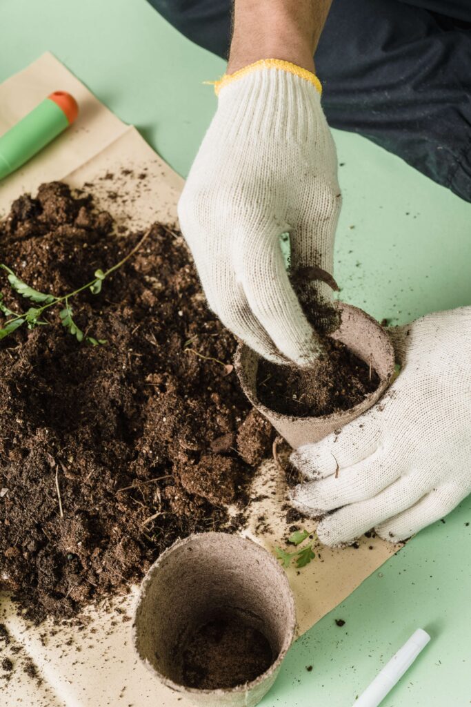 How To Grow Vegetable Seedlings
