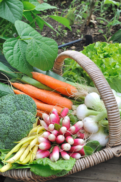 Start Your Vegetable Garden